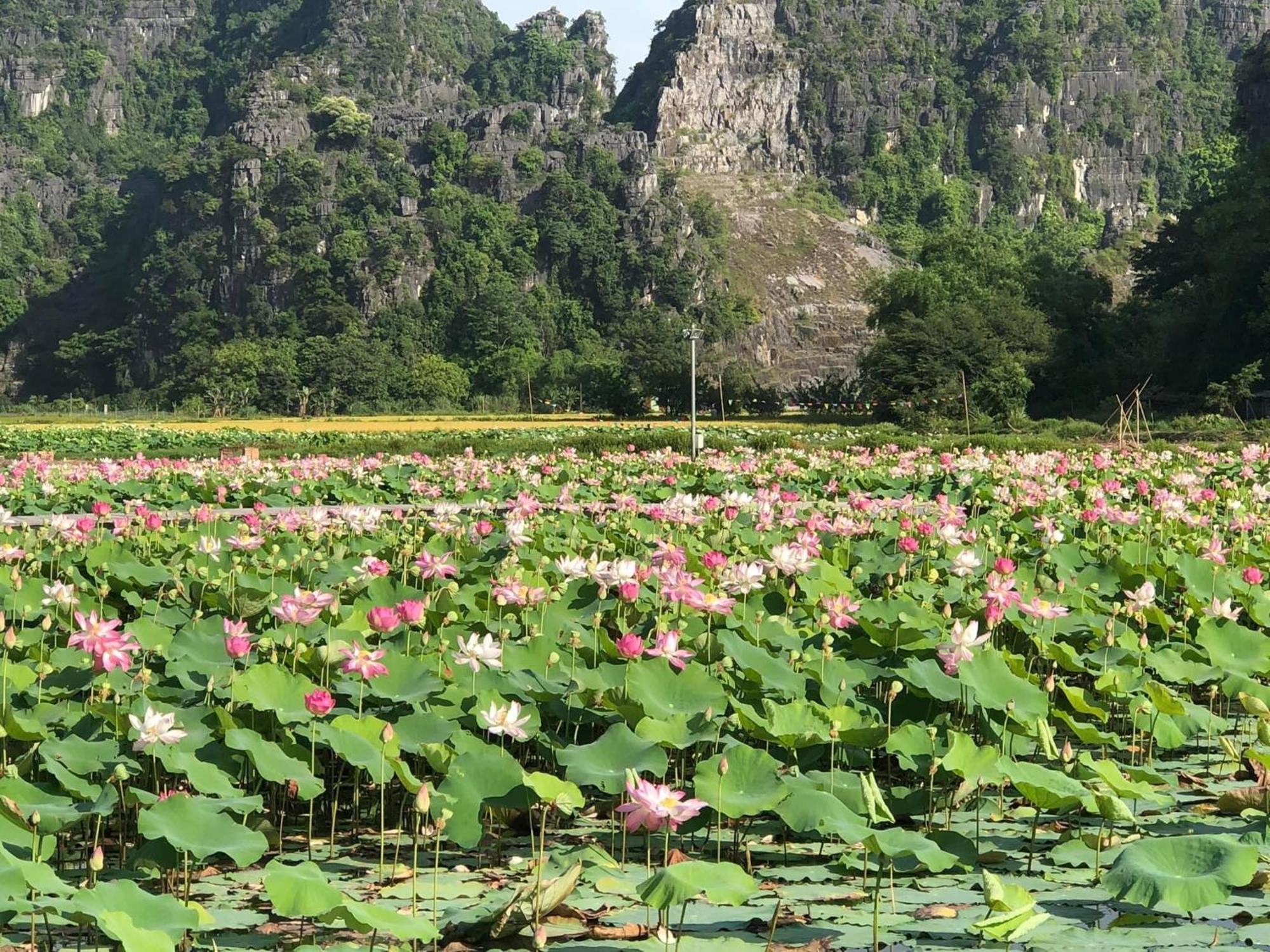 Tam Coc - Thanh Homestay Ninh Bình Exteriör bild